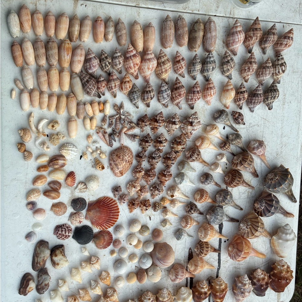Surprise Shell Box - Picture 4 of 5